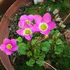Oxalis depressa bulb