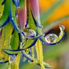 Billbergia nutans bulb