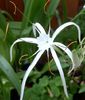 Hymenocallis harrisiana bulb