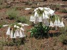Crinum macowanii bulb