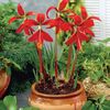 Sprekelia formosissima bulb