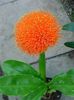Scadoxus puniceus bulb