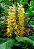 Hedychium gadnerianum bulb