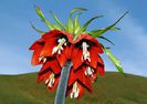 Fritillaria imperialis bulb