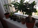 DSCN3135