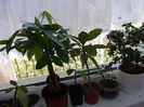 DSCN3136