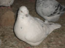 M-2013-G