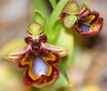 orhideea albina
