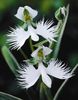 Habenaria radiata bulb