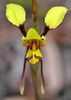 orhideea magar-Diuris