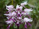 orhideea Orchis simia