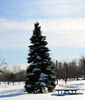 Iarna in parcul "Bellerive"
