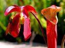 Sarracenia_rubra