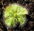 Drosera sessilifolia