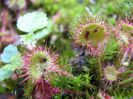 drosera rotundifolia