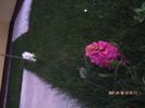 PICT0005