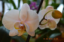 DSC_0009 (2)