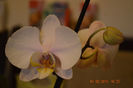 DSC_0012 (3)