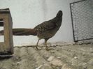 DSCN0004
