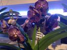 Vanda Dark Chocolate Brown