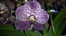 Vanda Dark Chocolate Brown