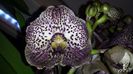 Vanda Dark Chocolate Brown