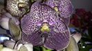 Vanda Dark Chocolate Brown