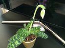 Paphiopedilum Clair de Lune