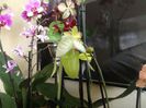 Paphiopedilum Clair de Lune