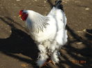DSC00168