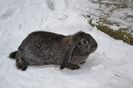 FEMELA AGOUTI-4 LUNI