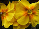 Yellow Primula (2014, February 07)