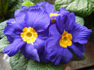 Blue Primula (2014, February 07)