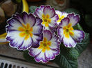Primula (2014, February 08)