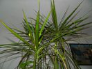 DSCN2231