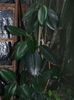 DSCN2253