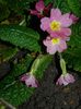 DSCN2306