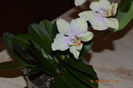 DSC_0003 (2)