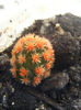 Mammilaria gracilis cv snow cape