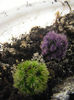 Mammilaria gracilis cv snow cape