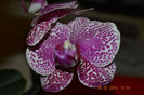 DSC_0009 (4)