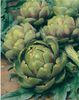 Green Globe - Anghinare