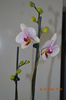 DSC_0012 (2)