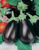 Vinete Black Beauty