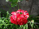SAM_2286