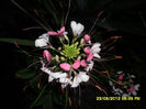 Cleome spinosas (Floarea paianjen)