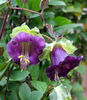 Cobaea scandens -mov