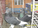 SAM_0419