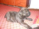 cane corso-1 luna 5 kg