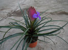BROMELIA
